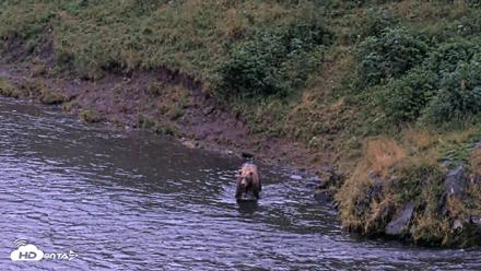 Kodiak Alaska Brown Bears Live Webcam - Aug 17, 2026, 9:48pm AKDT