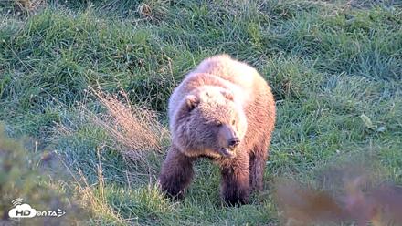 Kodiak Alaska Brown Bears Live Webcam - Oct 2, 2026, 6:39pm AKDT