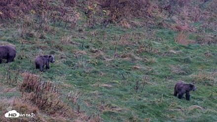 Kodiak Alaska Brown Bears Live Webcam - Oct 12, 2026, 7:00pm AKDT