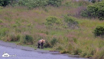 Kodiak Alaska Brown Bears Live Webcam - Aug 13, 2026, 1:33pm AKDT