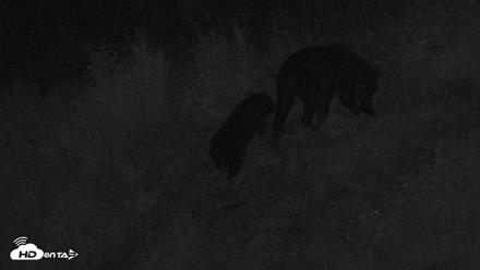Kodiak Alaska Brown Bears Live Webcam - Aug 21, 2026, 2:47am AKDT