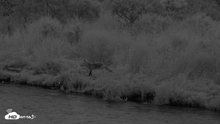 Kodiak Alaska Brown Bears Live Webcam - Aug 18, 2026, 10:10pm AKDT