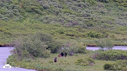 Kodiak Alaska Brown Bears Live Webcam - Jul 12, 2026, 2:17pm AKDT