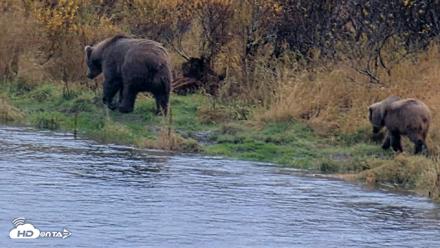 Kodiak Alaska Brown Bears Live Webcam - Oct 12, 2026, 4:25pm AKDT