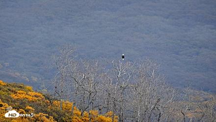 Kodiak Alaska Brown Bears Live Webcam - Oct 8, 2026, 10:00am AKDT
