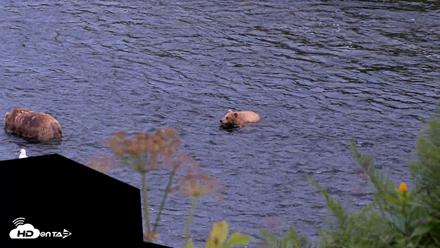 Kodiak Alaska Brown Bears Live Webcam - Aug 11, 2026, 10:03pm AKDT