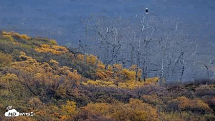 Kodiak Alaska Brown Bears Live Webcam - Oct 8, 2026, 10:00am AKDT