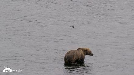 Kodiak Alaska Brown Bears Live Webcam - Aug 9, 2026, 4:08pm AKDT