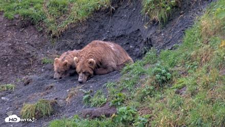 Kodiak Alaska Brown Bears Live Webcam - Aug 20, 2026, 1:13pm AKDT