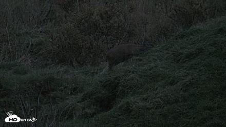 Kodiak Alaska Brown Bears Live Webcam - Oct 6, 2026, 8:02pm AKDT