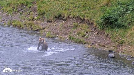 Kodiak Alaska Brown Bears Live Webcam - Aug 15, 2026, 2:44pm AKDT