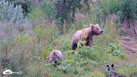 Kodiak Alaska Brown Bears Live Webcam - Aug 10, 2026, 12:00pm AKDT