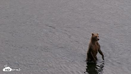 Kodiak Alaska Brown Bears Live Webcam - Aug 20, 2026, 8:29pm AKDT