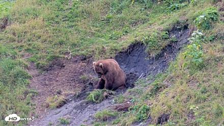 Kodiak Alaska Brown Bears Live Webcam - Aug 6, 2026, 5:49pm AKDT