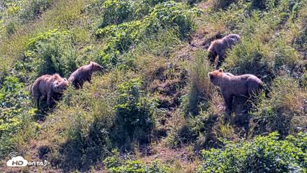 Kodiak Alaska Brown Bears Live Webcam - Jul 31, 2026, 2:17pm AKDT
