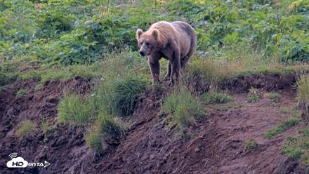 Kodiak Alaska Brown Bears Live Webcam - Aug 9, 2026, 12:04pm AKDT
