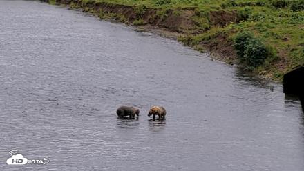 Kodiak Alaska Brown Bears Live Webcam - Aug 14, 2026, 5:39pm AKDT