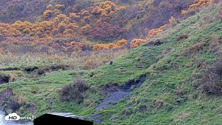 Kodiak Alaska Brown Bears Live Webcam - Oct 8, 2026, 1:40pm AKDT