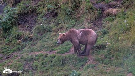 Kodiak Alaska Brown Bears Live Webcam - Aug 14, 2026, 7:10am AKDT