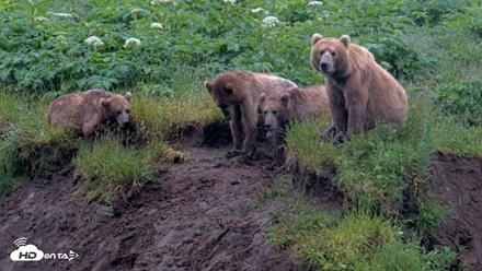 Kodiak Alaska Brown Bears Live Webcam - Jul 22, 2026, 9:12am AKDT