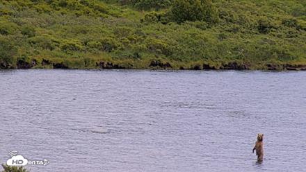 Kodiak Alaska Brown Bears Live Webcam - Aug 2, 2026, 2:09pm AKDT