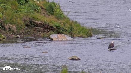 Kodiak Alaska Brown Bears Live Webcam - Aug 4, 2026, 8:27pm AKDT