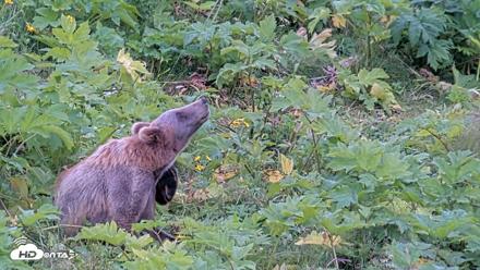 Kodiak Alaska Brown Bears Live Webcam - Aug 3, 2026, 2:47pm AKDT