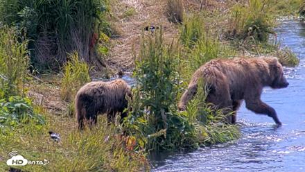 Kodiak Alaska Brown Bears Live Webcam - Aug 1, 2026, 12:03pm AKDT