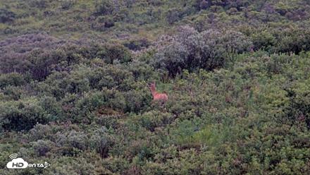 Kodiak Alaska Brown Bears Live Webcam - Aug 13, 2026, 7:47am AKDT