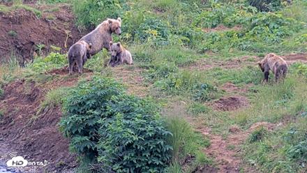 Kodiak Alaska Brown Bears Live Webcam - Aug 9, 2026, 5:24pm AKDT