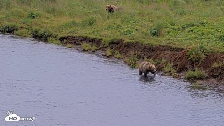 Kodiak Alaska Brown Bears Live Webcam - Aug 10, 2026, 7:43pm AKDT