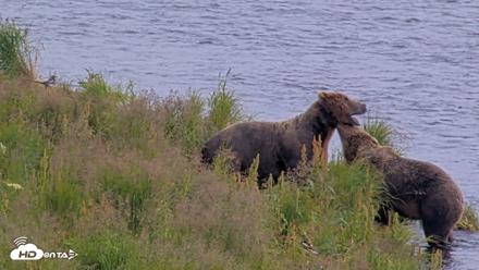 Kodiak Alaska Brown Bears Live Webcam - Aug 9, 2026, 4:30pm AKDT