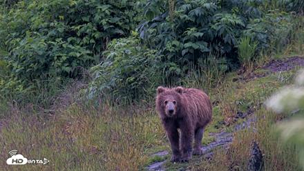 Kodiak Alaska Brown Bears Live Webcam - Jul 21, 2026, 8:42pm AKDT
