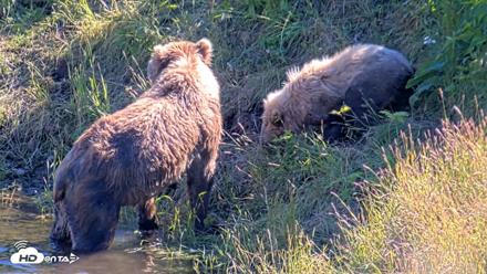 Kodiak Alaska Brown Bears Live Webcam - Jul 30, 2026, 4:59pm AKDT