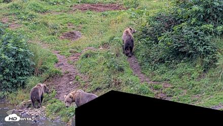 Kodiak Alaska Brown Bears Live Webcam - Aug 20, 2026, 7:25pm AKDT
