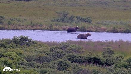 Kodiak Alaska Brown Bears Live Webcam - Aug 5, 2026, 1:18pm AKDT