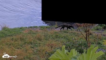 Kodiak Alaska Brown Bears Live Webcam - Aug 20, 2026, 5:15pm AKDT