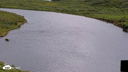 Kodiak Alaska Brown Bears Live Webcam - Aug 6, 2026, 1:26pm AKDT