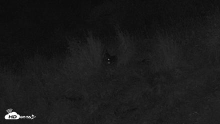 Kodiak Alaska Brown Bears Live Webcam - Aug 21, 2026, 3:19am AKDT