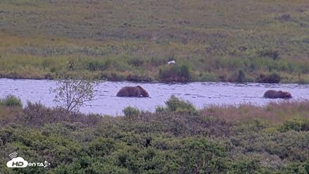 Kodiak Alaska Brown Bears Live Webcam - Aug 5, 2026, 1:18pm AKDT