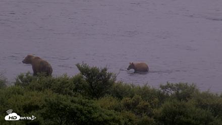 Kodiak Alaska Brown Bears Live Webcam - Aug 4, 2026, 7:40am AKDT