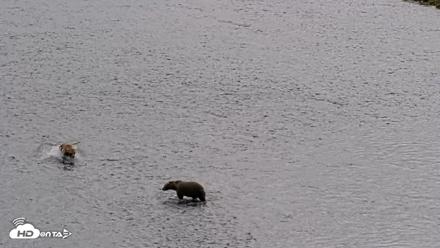 Kodiak Alaska Brown Bears Live Webcam - Aug 14, 2026, 1:38pm AKDT
