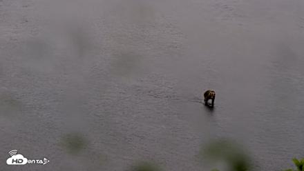 Kodiak Alaska Brown Bears Live Webcam - Jul 21, 2026, 7:05am AKDT