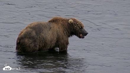 Kodiak Alaska Brown Bears Live Webcam - Aug 3, 2026, 6:42am AKDT