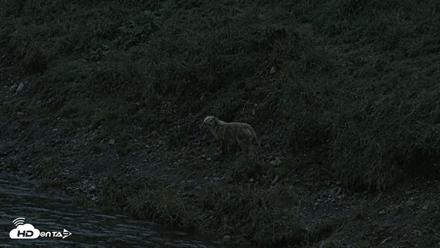 Kodiak Alaska Brown Bears Live Webcam - Aug 18, 2026, 10:04pm AKDT