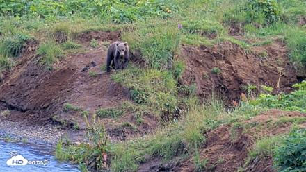 Kodiak Alaska Brown Bears Live Webcam - Aug 11, 2026, 6:15pm AKDT
