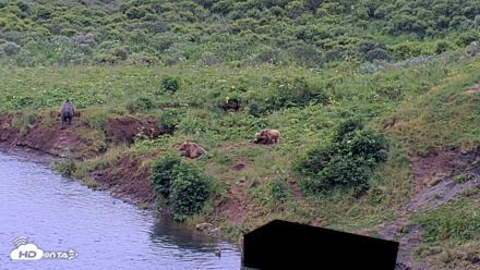 Kodiak Alaska Brown Bears Live Webcam - Aug 6, 2026, 8:18pm AKDT