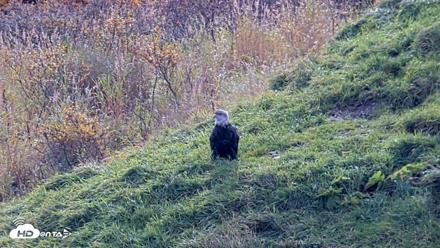 Kodiak Alaska Brown Bears Live Webcam - Oct 8, 2026, 1:16pm AKDT