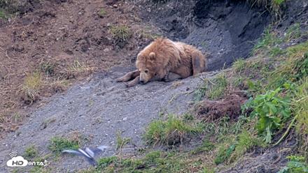 Kodiak Alaska Brown Bears Live Webcam - Aug 1, 2026, 7:53pm AKDT