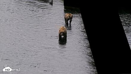 Kodiak Alaska Brown Bears Live Webcam - Aug 9, 2026, 12:42pm AKDT
